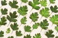 Pattern with fresh green leaves on lifgt paper