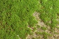 Pattern of fresh green moss on the old stone wall for background Royalty Free Stock Photo