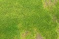 Pattern of fresh green moss on the old stone wall for background Royalty Free Stock Photo