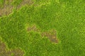 Pattern of fresh green moss on the old stone wall for background Royalty Free Stock Photo