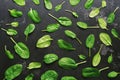 Pattern of fresh leaves of spinach on a black stone background. Top view, flat lay