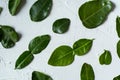 Pattern with fresh lime leaves over white concrete background Royalty Free Stock Photo