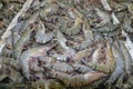 Pattern of fresh shrimps selling on a seafood counter in Jimbaran. Pasar Ikan Kedonganan - Bali beach. Fresh shrimp on the local