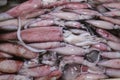 Pattern of fresh squids in tray with ice blocks for sell. Cephalopods on a seafood counter in fish market Jimbaran. Bunch of fresh