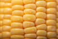 Pattern of fresh sweet corn Royalty Free Stock Photo