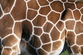 Pattern giraffe print