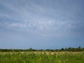 Pattern in gloomy clouds during incoming storm above corn field in countryside Royalty Free Stock Photo