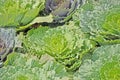 Pattern of green cabbages Royalty Free Stock Photo