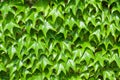 Pattern of green ivy leaves close-up