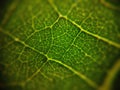 Pattern on green leaf macroscopic