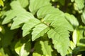 Pattern of green leaf on the tree. Sunshine on the leaves it is grows chiefly in the tropics.