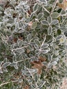 pattern on green leaves. Severe frost draws patterns on the leaves of the bush. Incredible beauty of nature. Winter weather.