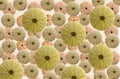 Pattern of green and pink Sea urchins shells on Set Sail Champagne background Royalty Free Stock Photo