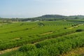 Pattern of Green tea farm curve in Chiang Rai, Thailand Royalty Free Stock Photo