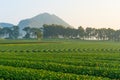 Pattern of green tea farm with mountain background, Chiang Rai Royalty Free Stock Photo