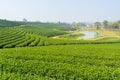 Pattern of green tea terrace Royalty Free Stock Photo