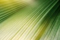 Green tropical leaf texture, fresh green nature stripe background