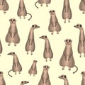 Pattern of group of meerkats. Flat vector illustration Royalty Free Stock Photo
