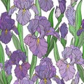 pattern with hand drawn iris flowers and leaves Royalty Free Stock Photo