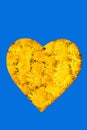 Pattern heart on dandelions Royalty Free Stock Photo