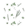 Pattern with herbs, thyme and parsley