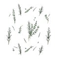 Pattern with herbs, thyme and rosemary