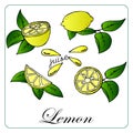 pattern, illustration, juicy lemons whole and in a cut