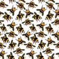 A pattern with an image from a honey bee. Fluffy bees, bumblebees in different poses fly on a white background. natural Royalty Free Stock Photo