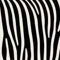 Pattern. Imitation print of skin of zebra. Black stripes on gray background.