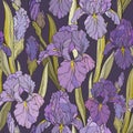 pattern with iris flowers, dark background. Royalty Free Stock Photo