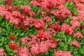 Pattern Of Ixora Chinensis(Chinese ixora) Lamk Flower