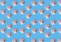 Pattern with large sea shells on blue background Royalty Free Stock Photo