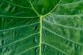 Pattern of leaf