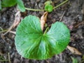 Pattern of Leaf in the soil