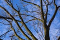 Pattern of leafless tree branches with blue sky and lite white clouds in background