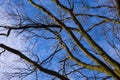 Pattern of leafless tree branches with blue sky and lite white clouds in background