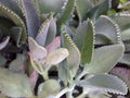 The pattern leaves of Kalanchoe Pinnata Plant. it is a many benefits herb. Royalty Free Stock Photo