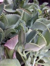 The pattern leaves of Kalanchoe Pinnata Plant. it is a many benefits herb. Royalty Free Stock Photo