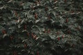 Pattern of leaves and red blossoms of staghorn sumac rhus typhina Royalty Free Stock Photo