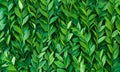 Pattern from leaves and twigs of boxwood. Natural vegetative texture