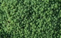 Pattern from leaves and twigs of sedum. Royalty Free Stock Photo