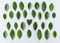 Pattern of lemon leaves with heart shape on white background