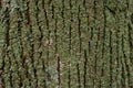 Pattern of lichen moss fungus on a tree bark