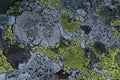 Pattern with lichens on a rock surface