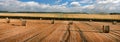 lines on the stubble after the wheat harvested in the field, bales of straw in rolls, on the horizon a corn field Royalty Free Stock Photo