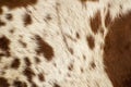 Pattern of a Longhorn bull cowhide Royalty Free Stock Photo