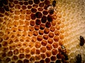 Pattern made by bees , beautiful art Royalty Free Stock Photo