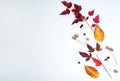 The pattern is made of colorful leaves, black and red berries, wild grass seeds on a white background.