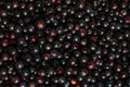 Pattern made of freshly picked black currant berries. Washed vegetarian berries harvesting and gathering eco Royalty Free Stock Photo