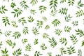 Pattern made of green leaves isolated on white background. lay flat, top view